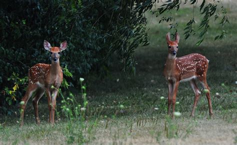 Nikon Sniper: Dear Deer