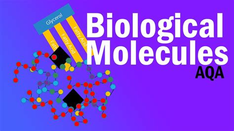 Biological Molecules Detailed Aqa A Level Revision Youtube