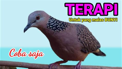 TERAPI Tekukur Lokal Agar MANGGUNG ROPEL PANJANG Pancingan Derkuku