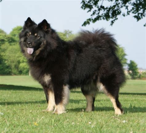 Eurasier Dog (Chow Chow-Samoyed ...