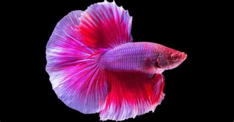 Pesce Combattente Guida Completa Al Betta Splendens