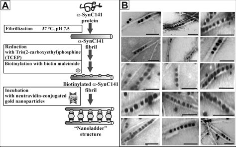 Bjnano Functionalization Of α Synuclein Fibrils