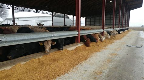 Transitioning Calves From Receiving To A Feedlot Diet Ohio Beef Cattle Letter