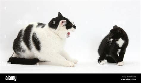 Black And White Male Cat Pablo Hissing At Black And White Tuxedo