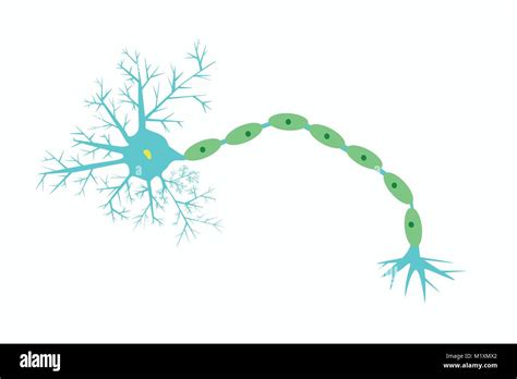 Illustration Of Structure Of Neuron Vector Of Schematic Details And