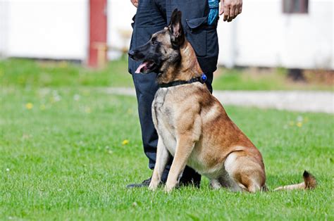 Malinois Police Dog And Handler Stock Photo - Download Image Now - iStock