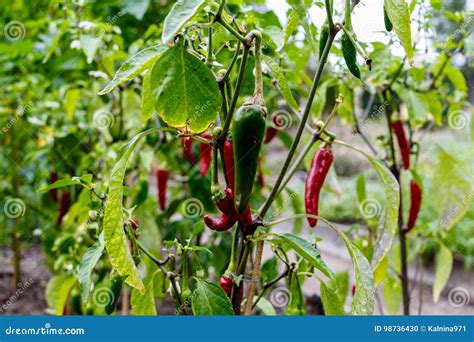 Pimenta Decorativa Bonito Vermelha E Verde No Jardim Vegetal Capsic