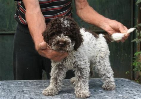 Regalo Adorabili Cuccioli Lagotto Romagnolo Femminucce E Maschietti