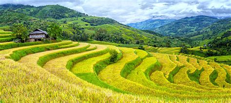Best Step Farming Stock Photos, Pictures & Royalty-Free Images - iStock