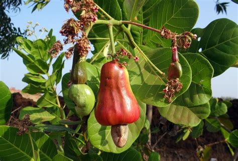 Cara Menanam Jambu Mete Dari Biji Kampustani