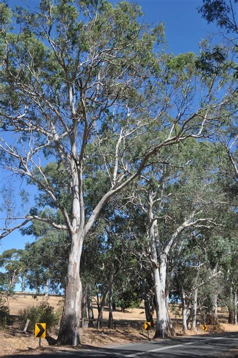 Plantfiles Pictures Eucalyptus Cultivar Blue Gum Tree Red River