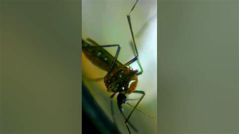 Mosquito Under Microscope Youtube