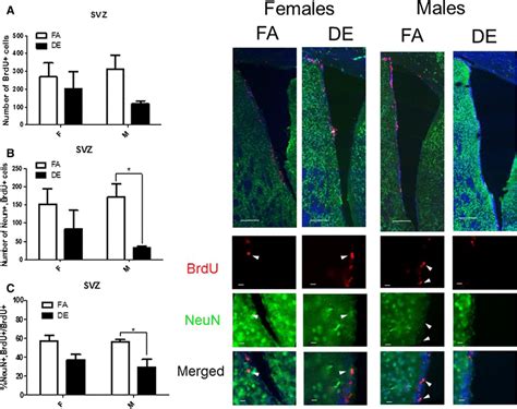 Effect Of Acute DE Exposure On Adult Neurogenesis In The SVZ Of Mice