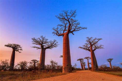 Baobab The Traveling Tree Of Life Mystart