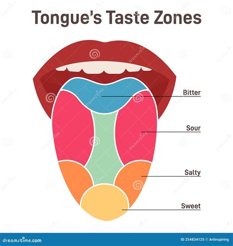 Taste Bud And The Papillae Of The Tongue. Basic Taste Areas: Sweet, Salty, Sour, Bitter And ...