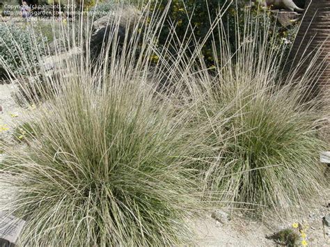 Plantfiles Pictures Deer Grass Deergrass Muhlenbergia Rigens By Palmbob