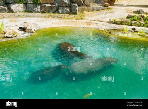 The family of hippopotamus is swimming in the pond Stock Photo - Alamy