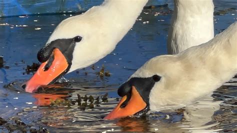 Dinner Is Served Swan Pair Anglesey Coming For There Routine Seed