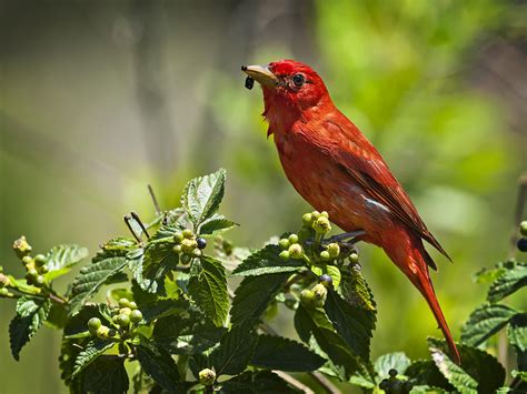 Male Summer Tanager Photograph by Bill Franklin - Pixels