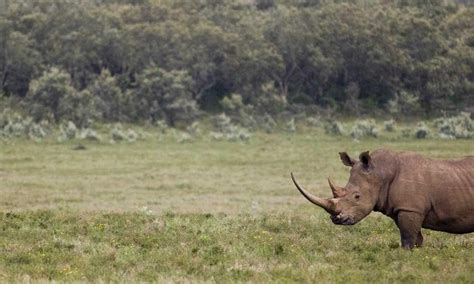 White Rhino | Photos | WWF