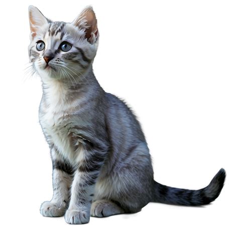 Download Grey Kitten Png 06232024