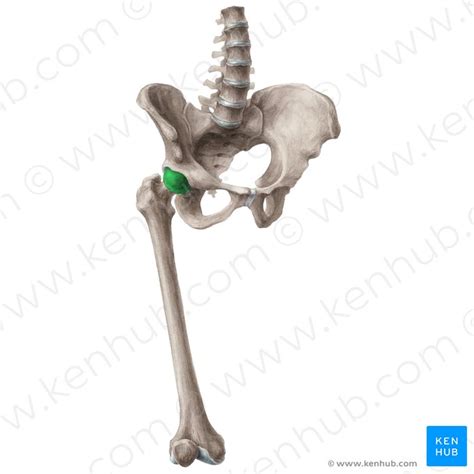 Anatomie de l os du fémur proximal distal et diaphyse Kenhub