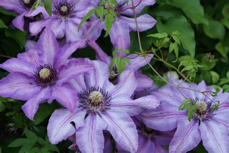 Plantes Grimpantes Pour Habiller Un Grillage Rigide Faites Le Bon