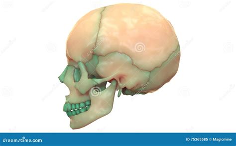 Skeleton Skull Bone Joints Maxilla Anatomy Stock Photography