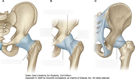 Hip Joint Ligaments Diagram Quizlet