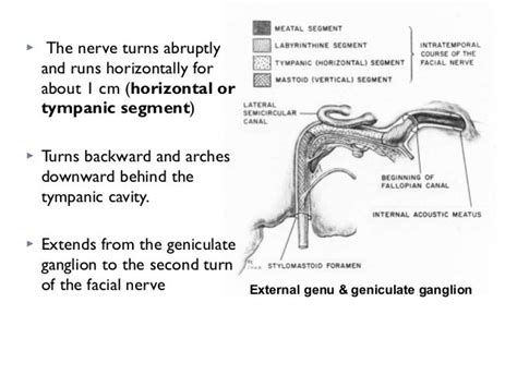 Facial Nerve By Dr Apoorv