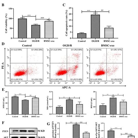 Effects Of Bmsc Exos On The Ogd R Cell Model A Representative Images Download Scientific