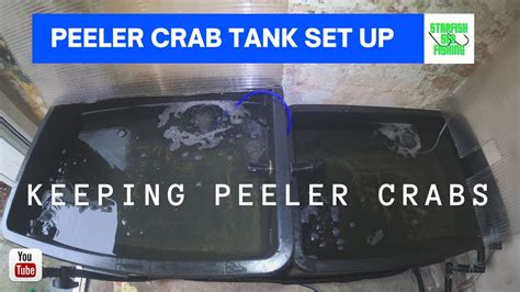 Peeler Crab Live Bait Tank Setup Keeping Peeler Crabs Youtube