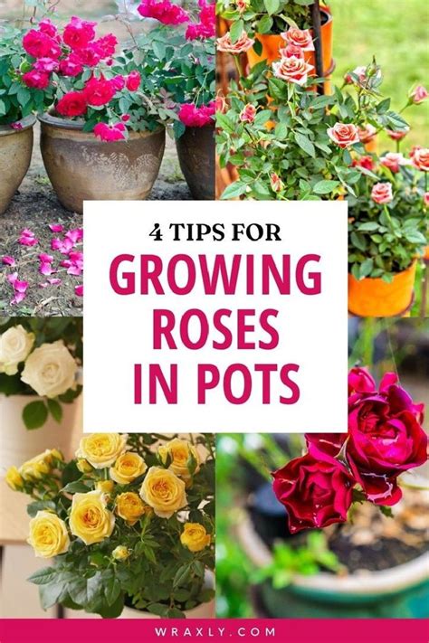 Top 4 Tips For Growing Roses In Pots Planting Flowers Growing Roses Planting Roses Rose