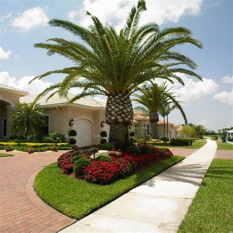 Front Yard Landscaping Ideas With Palm Trees