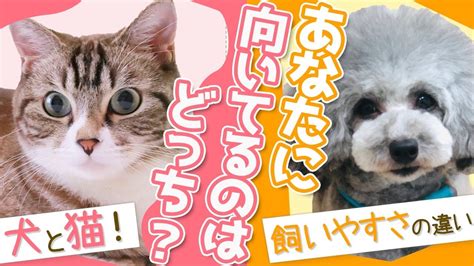 【犬と猫の 飼いやすさ の違いを比較してみた！】あなたのライフスタイルに向いてるのはどっち？？現役猫ブリーダーが解説します