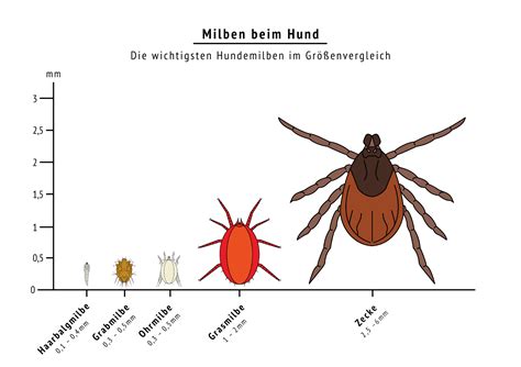 Milben Beim Hund Erkennen Behandeln Verhindern