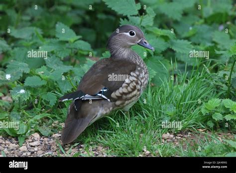 Female Mandarin duck Stock Photo - Alamy