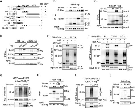 The C Domain Of Smurf Is Important For Its Binding With Axin A