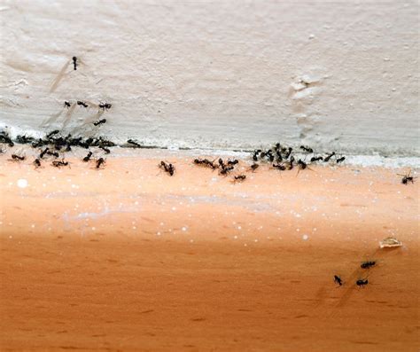 Odorous House Ant James River Pest Solutions