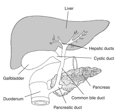 Anatomy Of The Biliary System With Labels Media Asset NIDDK