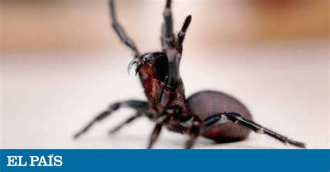 Arañas de Sídney El monstruo que acecha en la piscina El viajero