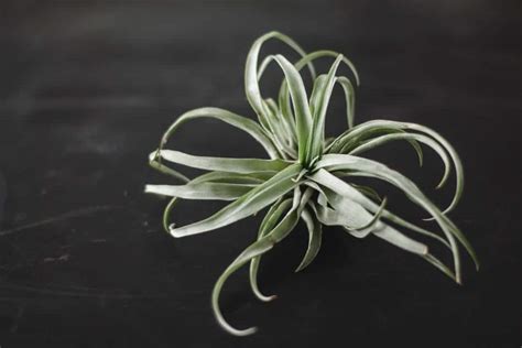 Top 3 Air Plant Terrarium Kits For Beginners Self Sustaining Ecosystem