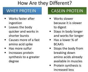 What Is Casein Protein Scorpion Supplements Supplement Store Nz