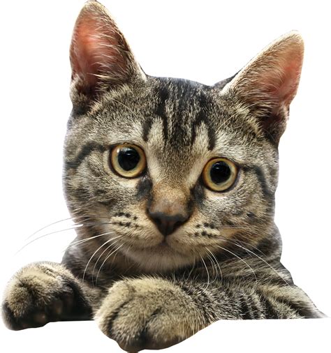 Cat Png Images Cute Cats Transparent Images Free Transparent Png Logos