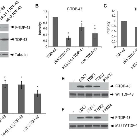 Ttbk Co Localize With Phosphorylated Tdp In Als Spinal Cord