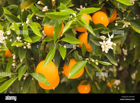 Orange tree with flowers and fruits, Algarve, Portugal Stock Photo - Alamy