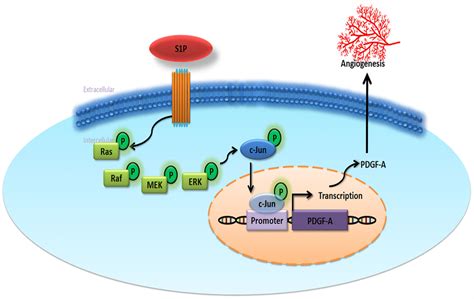 Sphingosine 1 Phosphate Promotes PDGF Dependent Endothelial Progenitor