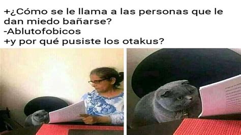 Los Mejores Memes Del Gato En El Examen Youtube