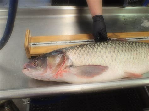 Photo Gallery Asian Carp Canada