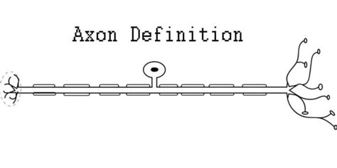 Axon Definition History Structure 6 Functions And How It Work 2022